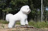 BICHON FRISE 375